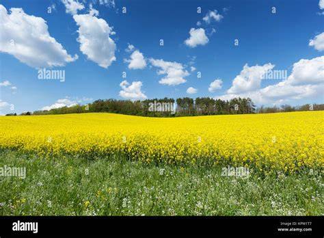 Rapsfeld mit Bienen und Mohnhonigglas