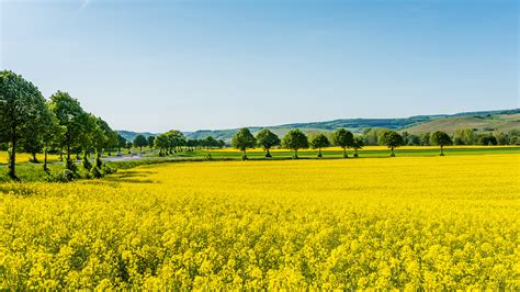 Rapsfelder in Norddeutschland