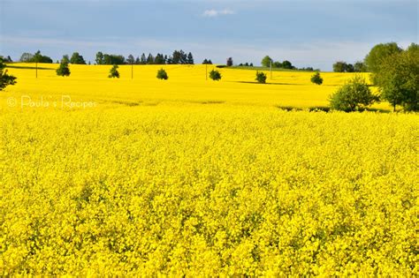 Rapsfelder in voller Blüte