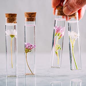 Reagenzgläser mit Blumen als sichere Tortenstecker