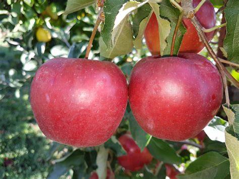 Red Jonaprince Äpfel auf dem Markt