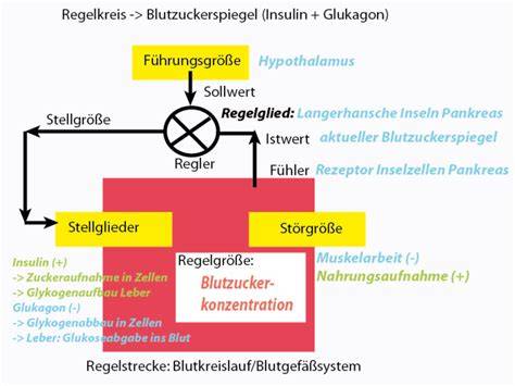 Regelkreis Blutzucker