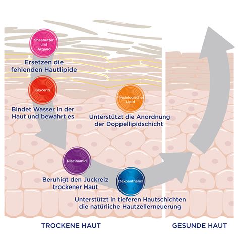 Regeneration der Haut durch Peeling: Infografik zum Hauterneuerungszyklus