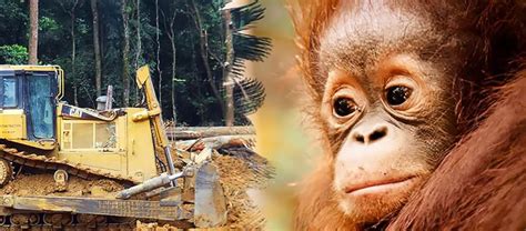 Regenwaldrodung für Palmölplantagen und bedrohte Orang-Utans