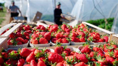 Regionale Erdbeeren für Nachhaltigkeit