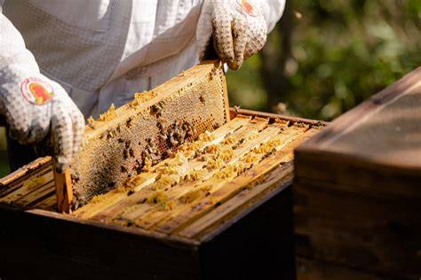 Regionale Imkerei: Kontrolle und Qualität von Propolis
