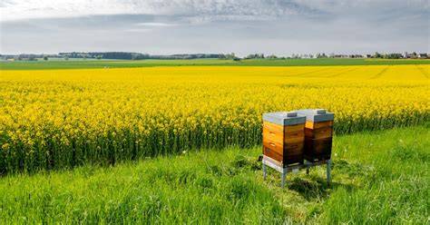 Regionale Imkerei - Honigbienen auf Obstwiese