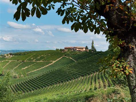 Regionale Trüffelfunde in Italien: Piemont und Umbrien