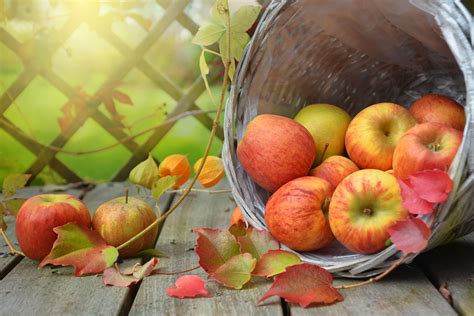 Reiche Ernte an Äpfeln im Herbst