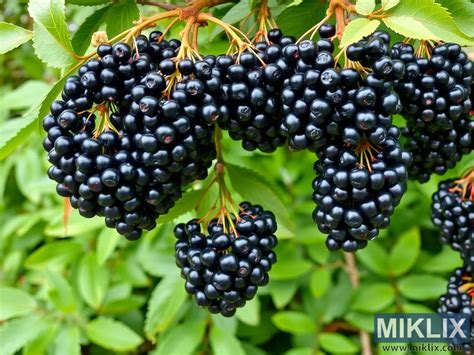 Reife, dunkle Holunderbeeren am Zweig