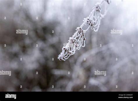 Reife, frostige Buds (Symbolbild)