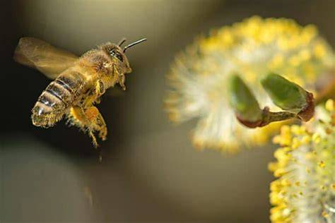 Reife Ölweidenfrüchte und Bestäubung durch Bienen