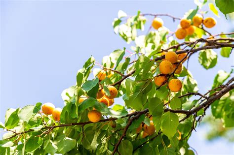 Reife Erdbeerbaumfrüchte im Überblick
