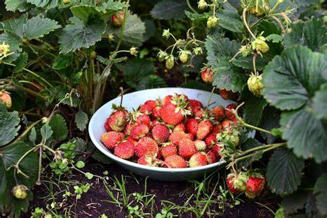 Reife Erdbeeren frisch gepflückt