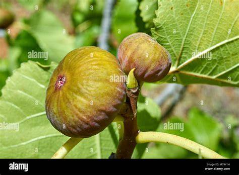 Reife Feigen am Baum und Feigenmarmelade auf einem Löffel