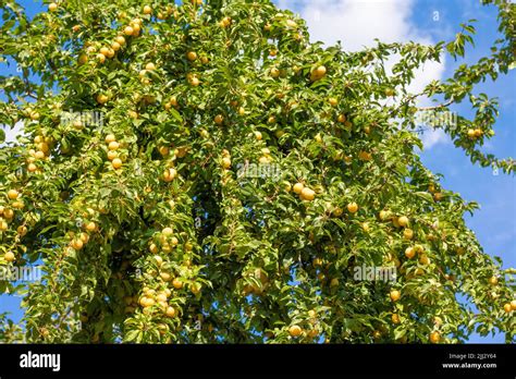 Reife Mirabellen an einem Baum, Ernte im Spätsommer