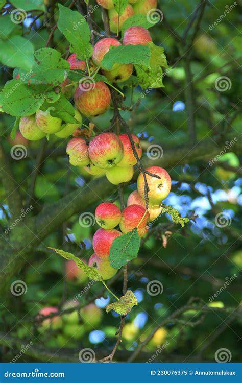 Reife Renekloden an einem Baum mit Erntezeit-Juli-August-Markierung