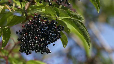 Reife Sanddorn- und Holunderbeeren an Sträuchern, Erntewerkzeuge und kurze Erntehinweise