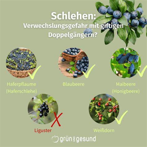 Reife Schlehen an Sträuchern mit Morgentau