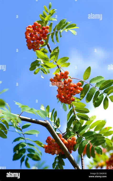 Reife orangefarbene Vogelbeeren an einem Zweig