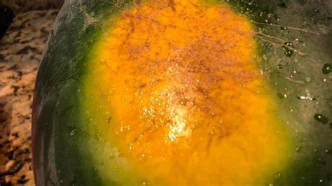 Reifetest: Gelber Fleck und Klangprüfung bei Wassermelonen