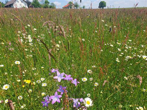 Rhöner Landschaft, blühende Wiesen mit Bienenstöcken