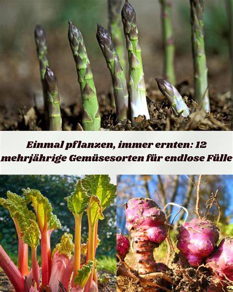 Rhabarberpflanze mit roten Stielen im Frühling