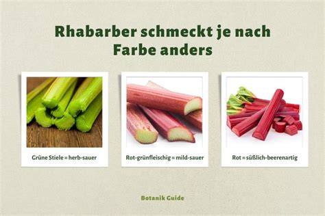 Rhabarbersorten: Roter, grüner und Himbeer-Rhabarber im Vergleich