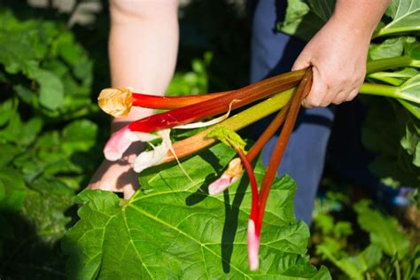 Rhabarberstängel frisch geerntet