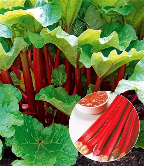 Rhabarberstaude im Garten und Erntezeitfenster April-Juni