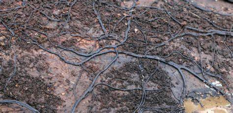 Rhizomorphe des Hallimaschs am Baumwurzelaustritt