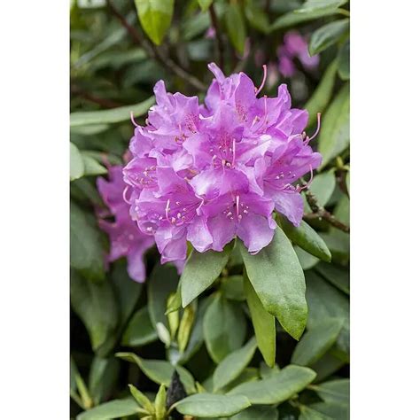 Rhododendron als Quelle für Grayanatoxine
