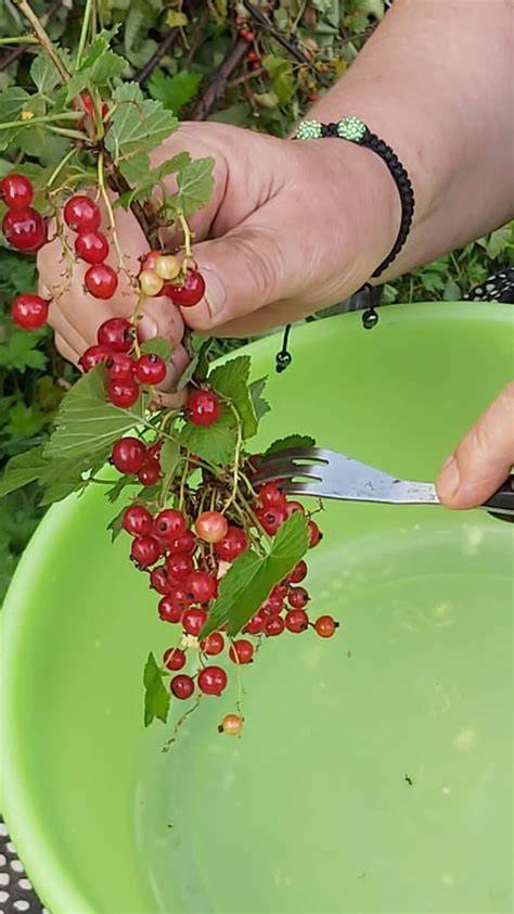Ribiselstrauch mit reifen Johannisbeeren
