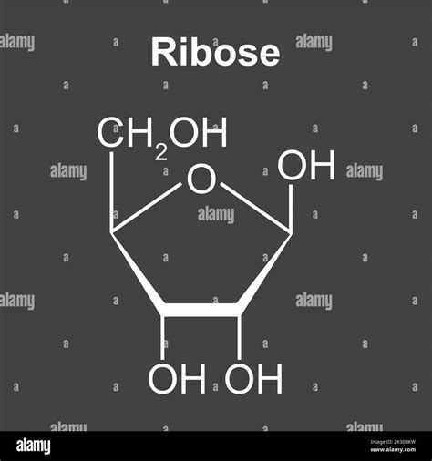 Ribosom-Schema: Position von Zucker (Ribose) und A2451 im katalytischen Zentrum