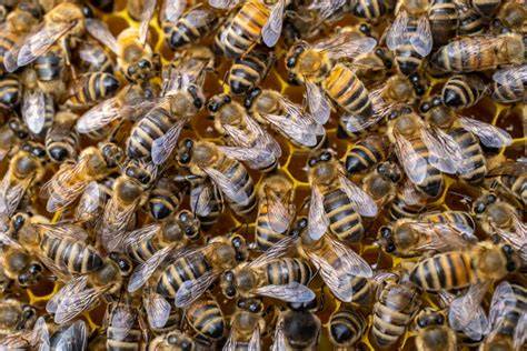 Richtiges Management von Wintervorräten bei Bienen
