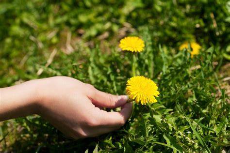 Richtiges Pflücken und Vorbereiten von Löwenzahnblüten