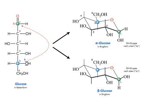 Ringbildung und Fischer-/Haworth-Projektion der Glucose