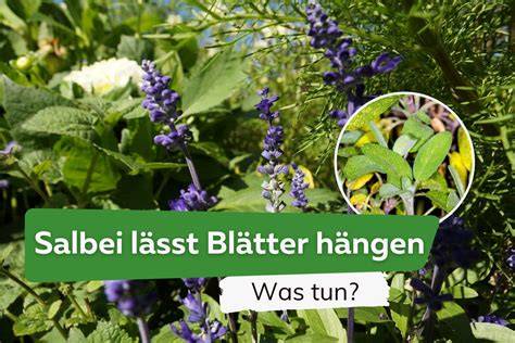 Risiken und Dosierungshinweise bei Salbei