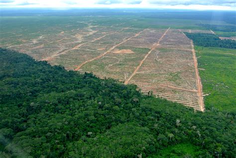 Rodung von Regenwald für Palmölplantage