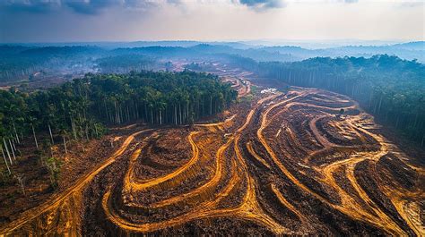 Rodung von Regenwald für Palmölplantagen
