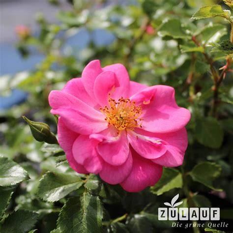 Rosa Buchweizenfelder als Bienenweide im Morgenlicht