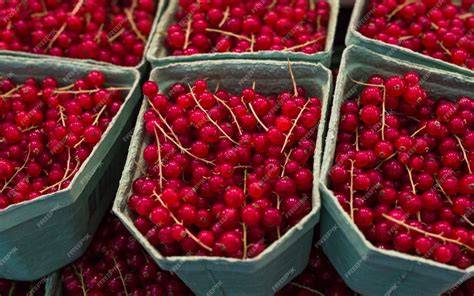 Rote Johannisbeeren frisch geerntet