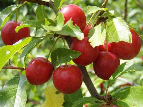 Rote Mirabellen vor der Verarbeitung zu Marmelade
