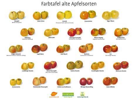 Saisonkarte der Apfelsorten