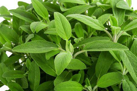 Salbei als Küchenzutat und Rezepte