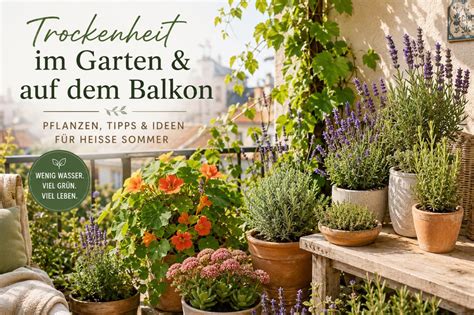 Salbei-Anbau im Garten und auf dem Balkon - Skizze
