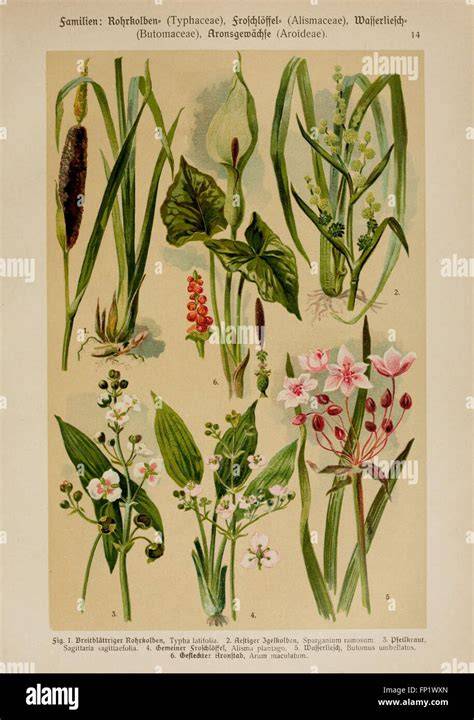 Salbeiblüten: Aussehen und botanische Merkmale