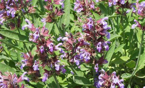 Salbeipflanze im Garten - sonniger Standort mit Blüten