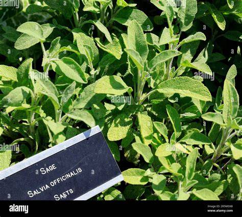 Salbeipflanze im Kräutergarten