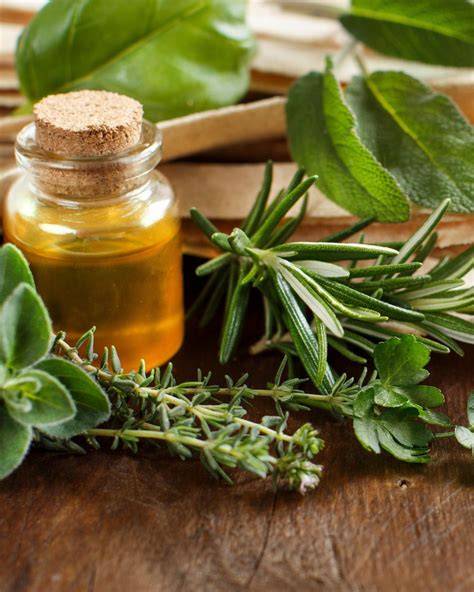 Salbeipflanze im Mix mit weiteren mediterranen Kräutern